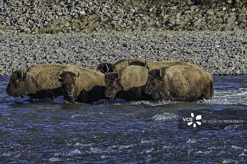 美国野牛或简称野牛(bison bison)，也通常被称为美国水牛或简称水牛，黄石国家公园，怀俄明州。穿过一条河。图片素材