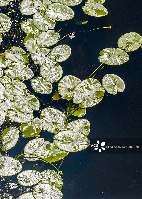 睡莲自然背景，池塘环境图片素材