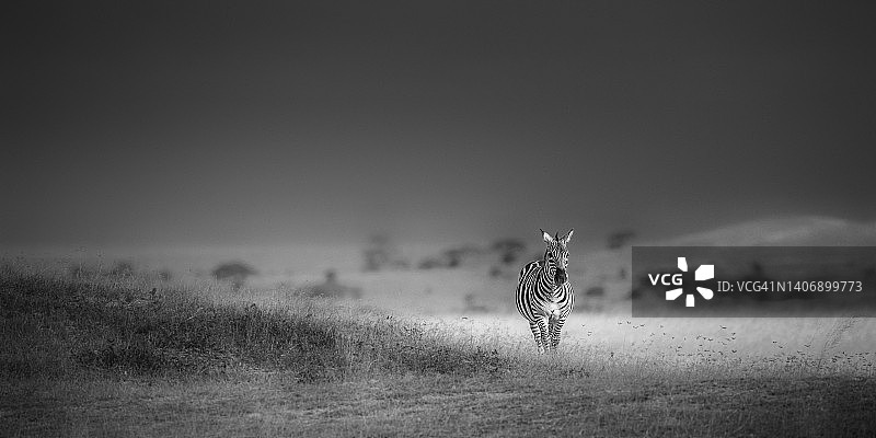 在肯尼亚安博塞利，美丽的斑马在戏剧性的灯光下被照亮图片素材