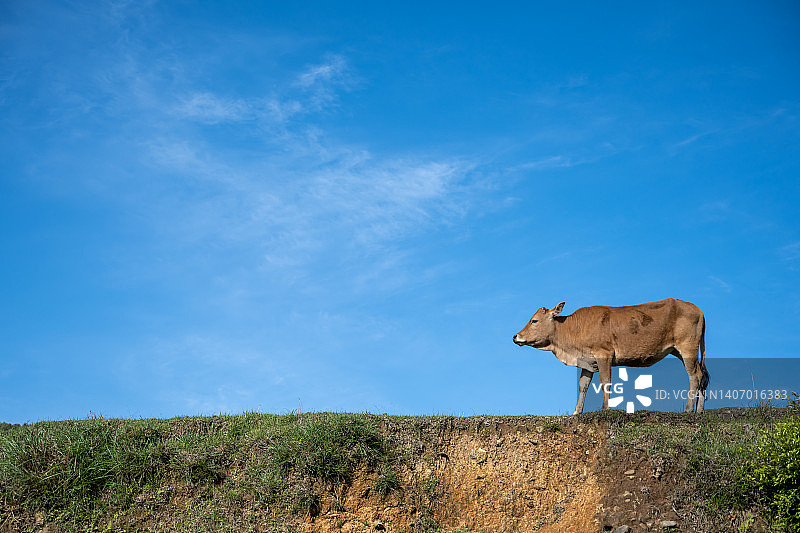 牛在山脊上蓝天的背景图片素材