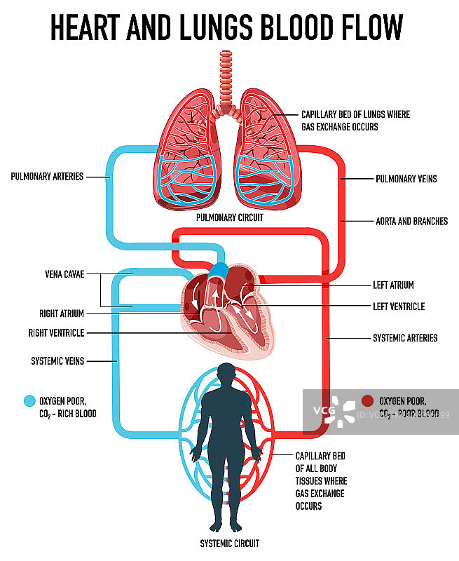 显示心脏和肺部血液流动的图表图片素材