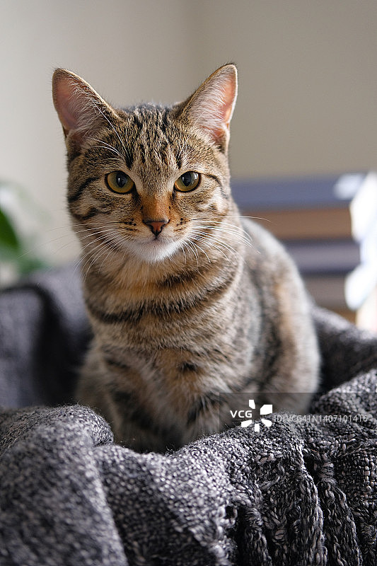 一只成年严肃的家猫或小猫躺在毯子或动物床上，自信地看着镜头。爱护和照顾宠物的理念，收养它们。图片素材