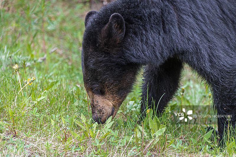 美国黑熊在野外吃草图片素材