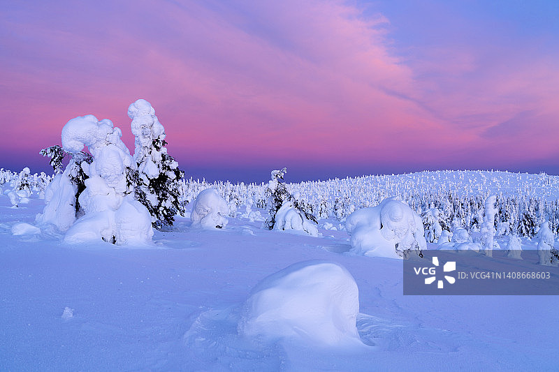 黎明时，被雪包裹的冰冻树木，芬兰的拉普兰图片素材