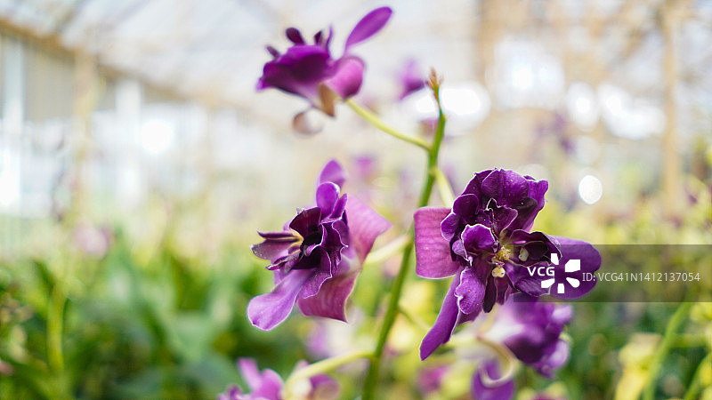花园里的紫兰花树图片素材