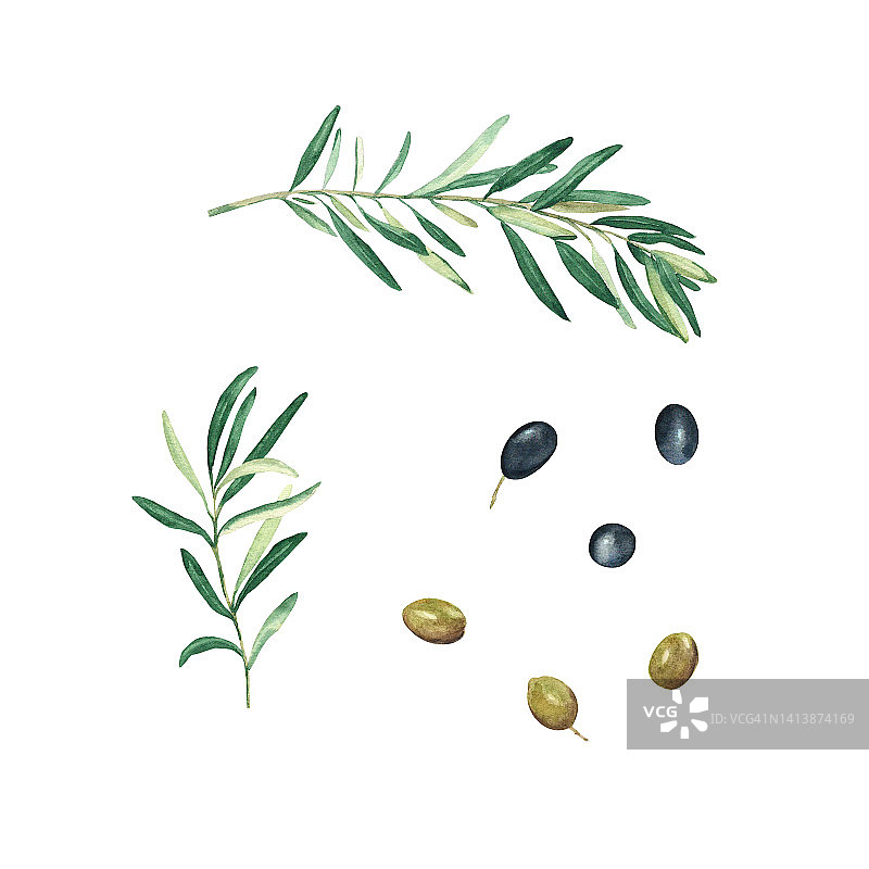 橄榄枝，绿色和黑色的橄榄孤立的设置在白色的背景。水彩插图。图片素材
