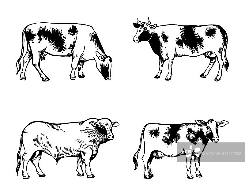 牛和公牛的图标排列简单孤立。用于乳制品和牛肉，农业和兽医图片素材