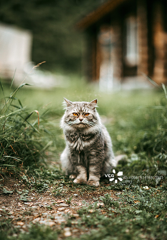 可爱的毛茸茸的灰色猫坐在附近的伍德门绿色的草地背景与木屋背景图片素材