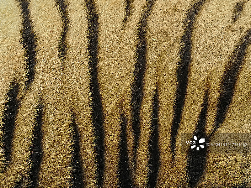 孟加拉虎皮肤上的垂直线条是自然设计的细节。豹属底格里斯河底格里斯河。图片素材