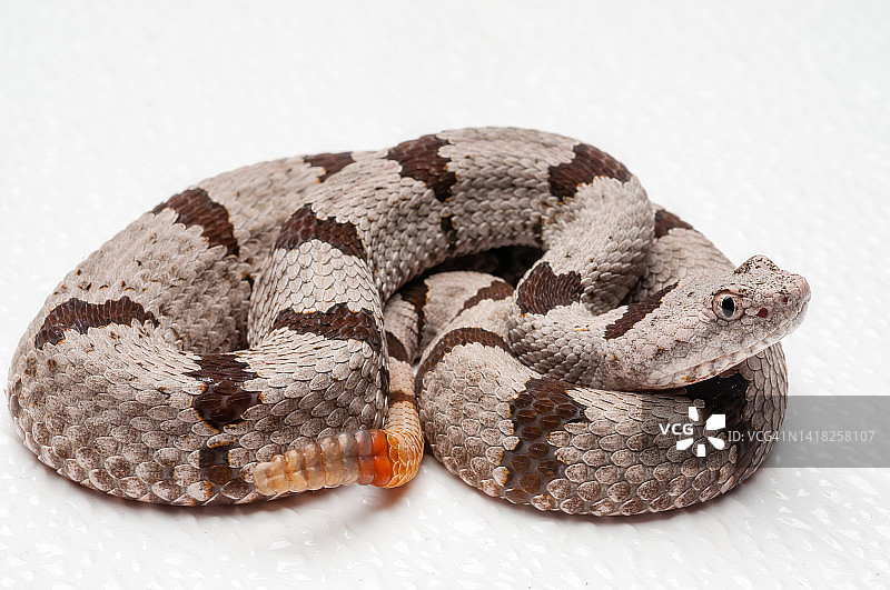 带状岩石响尾蛇- Crotalus lepidus klauberi图片素材