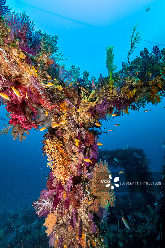 人工礁柱覆盖软珊瑚图片素材
