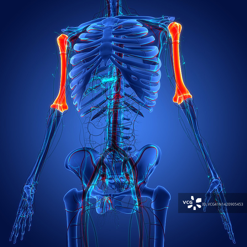 人体骨骼系统，肱骨关节解剖学图片素材