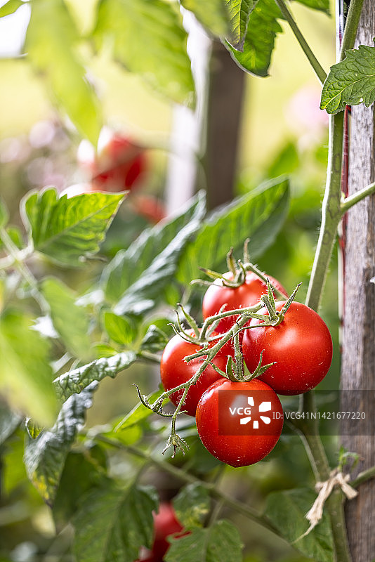 完美的红番茄准备在温室收获。图片素材