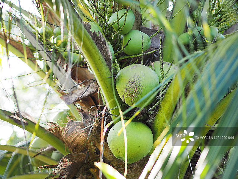 近距离的一束新鲜的绿色椰子串在棕榈树，水果自然的食物背景图片素材