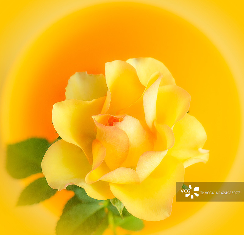 一朵黄玫瑰图片素材