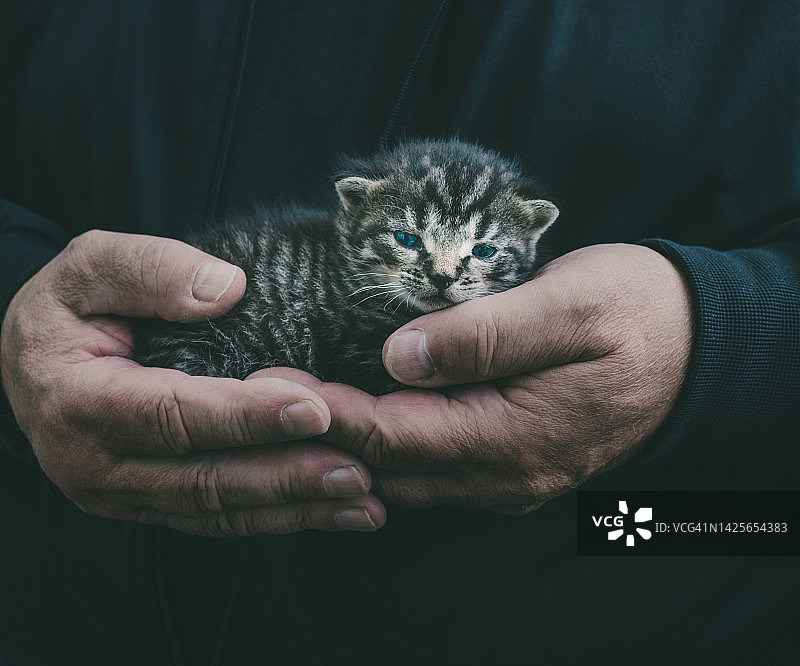 一只刚出生的灰色虎斑猫在老人的手中感觉受到保护图片素材