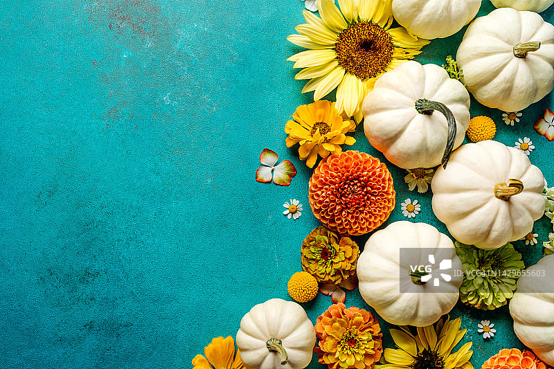 白色装饰南瓜的框架与秋天的花朵绿松石背景。感恩节和万圣节的概念。从上面拍摄，有复制空间图片素材