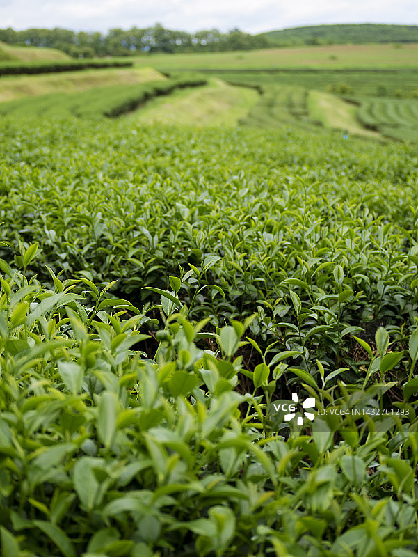 茶树有机农场的绿茶树叶田间植物。近树茶园山绿色自然背景在早上。农场中鲜嫩嫩芽草本绿茶树图片素材