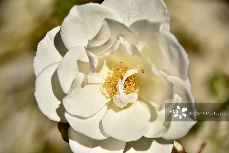 秋白玫瑰。图片素材