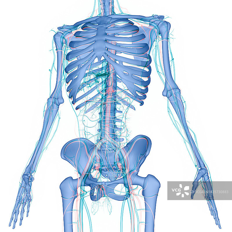 人体骨骼系统骨关节解剖学图片素材
