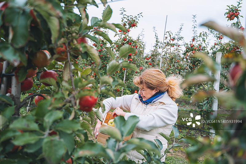 摘苹果,自助服务。一个成年女子在果园里摘苹果图片素材