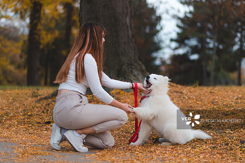 在公园里，一名年轻女子在教她的萨摩耶犬在户外伸伸爪子或摇一摇图片素材