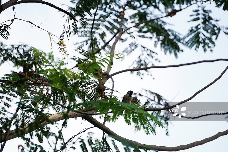 欧亚树麻雀坐在树枝上图片素材