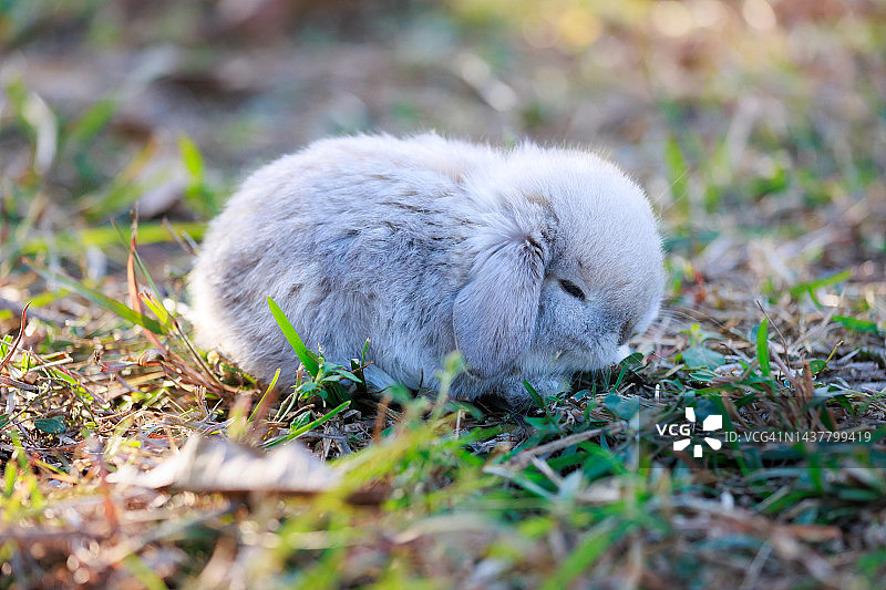 可爱的小兔子荷兰lop坐在和玩耍在草地上的花园。图片素材