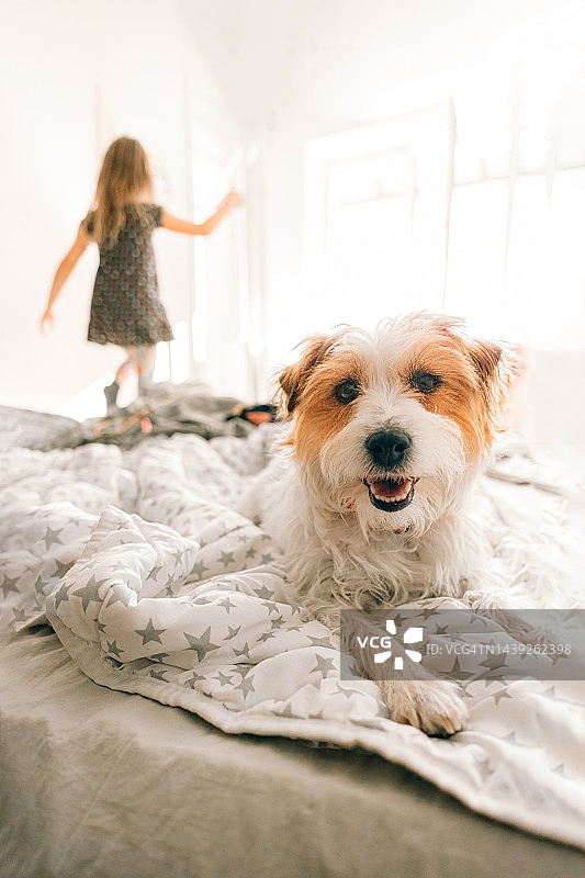 杰克罗素梗狗躺在床上与孩子在家里图片素材