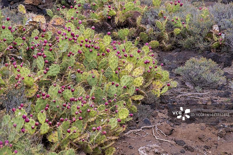 Nopales (Opuntia)，仙人掌植物，特内里费岛，加那利岛，西班牙图片素材