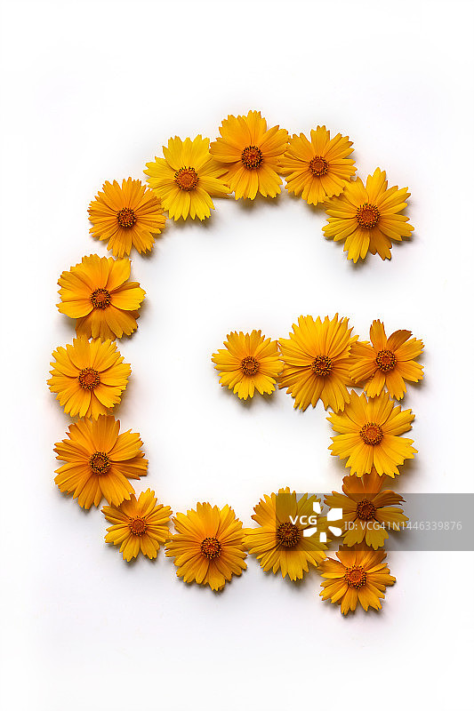 花，野花，金冠菊，黄色，顶部角度，直接顶部角度，字母，G，大写字母，静物，没有人图片素材