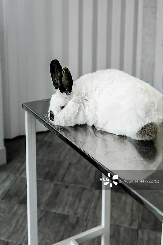 一张在兽医医院准备手术的兔子的照片。图片素材