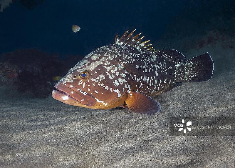 棕色石斑鱼(石斑鱼)，兰萨罗特岛。西班牙加那利群岛图片素材
