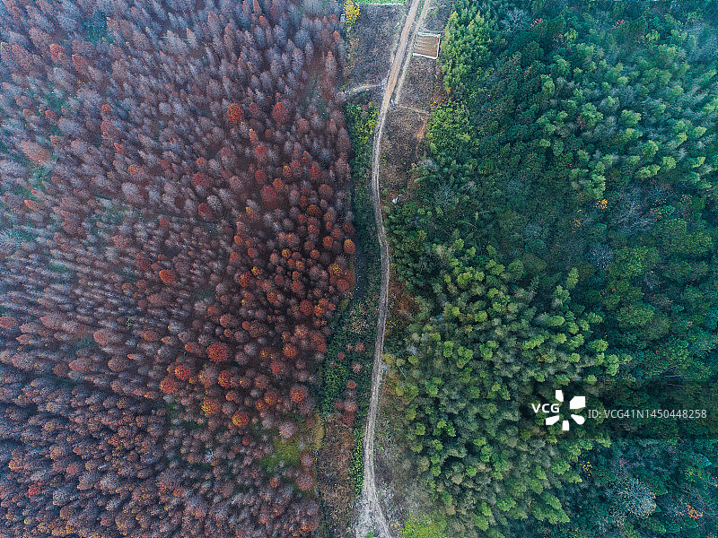 分离。红色森林和绿色森林。中间的路图片素材