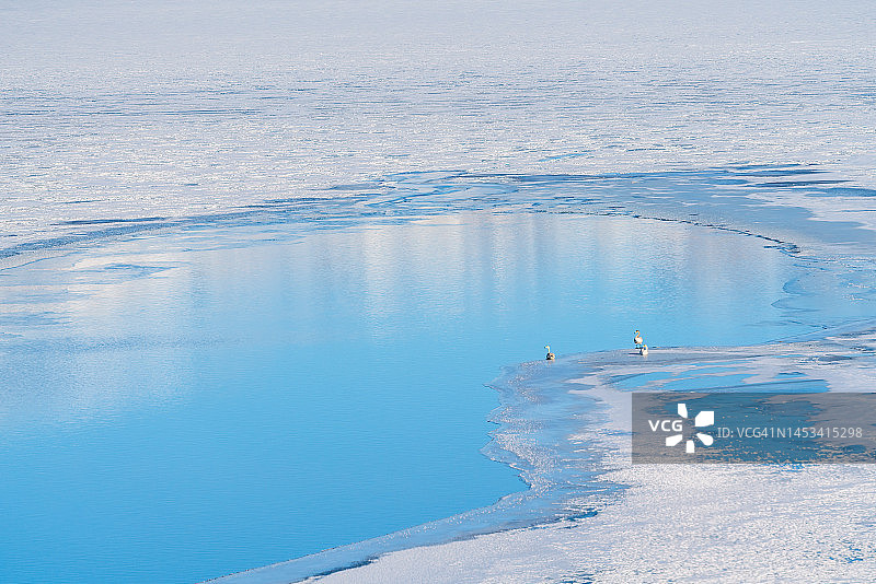 冰湖上的天鹅图片素材