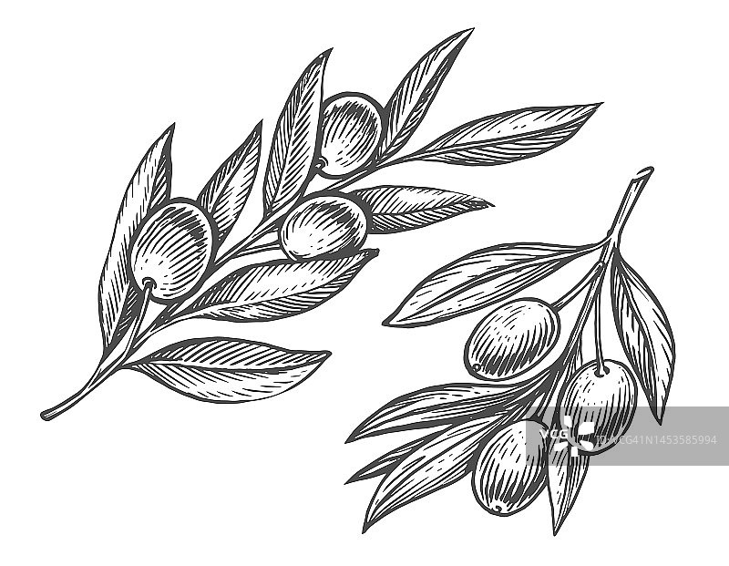 橄榄枝上结满了果实。农业成熟植物。手绘雕刻草图矢量插图图片素材