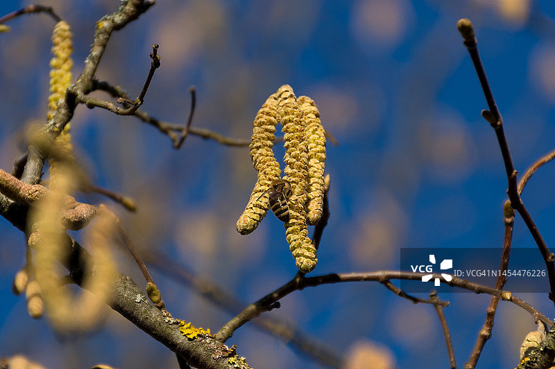 蓝色的天空下，一只蜜蜂从春天的榛柳絮上采集花粉图片素材