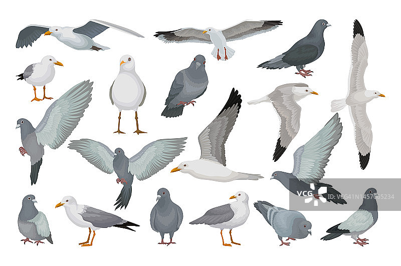 海鸥和鸽子飞的鸟种与灰色羽毛和喙大矢量集图片素材