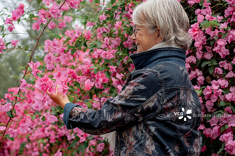 一位老妇人在公园里欣赏盛开的粉红色三角梅的侧视图。白发高级女士享受她的自由时间和退休户外图片素材