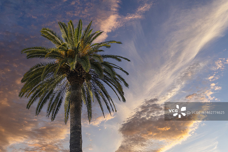 日落时棕榈树对天空的低角度视图图片素材