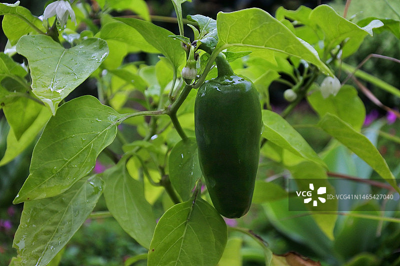 Jalapeño pepper图片素材