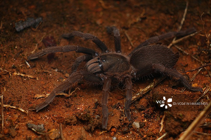 斯里兰卡努瓦拉埃利亚，田野上的蜘蛛特写图片素材