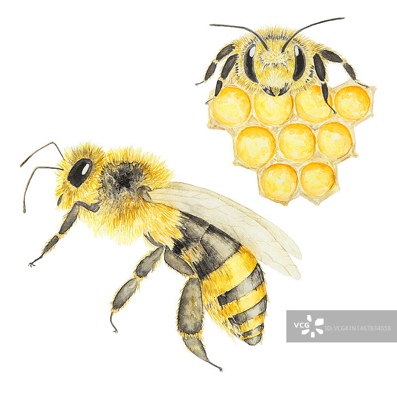水彩手绘蜜蜂和蜂蜜孤立在白色背景图片素材