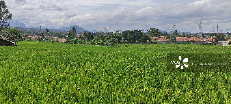 印尼，白天绿色稻田的大气图片素材