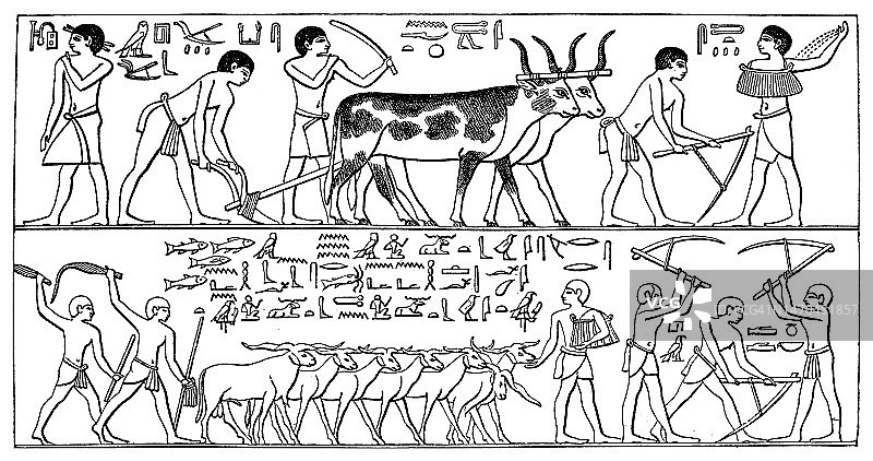 古老的雕刻插图描绘从一个埃及坟墓mastaba的Ty或Ti (Saqqara) -人们在田间工作图片素材