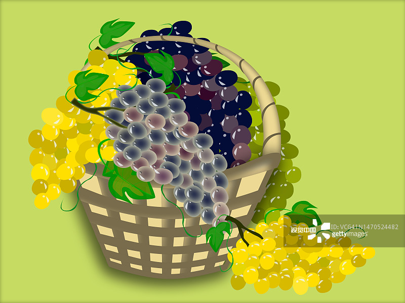 葡萄收获的篮子孤立在绿色背景上。图片素材