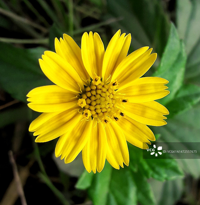 开花大丽花、黄花大丽花、大丽花自然形象、植物形象。特写镜头。图片素材
