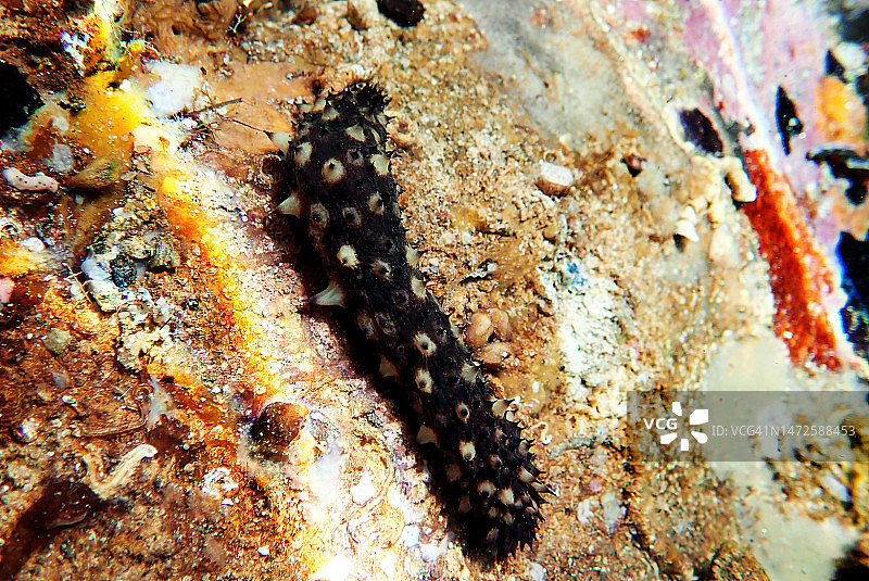 海参的水下摄影- Holothuria sanctori，斯基亚索斯，希腊图片素材