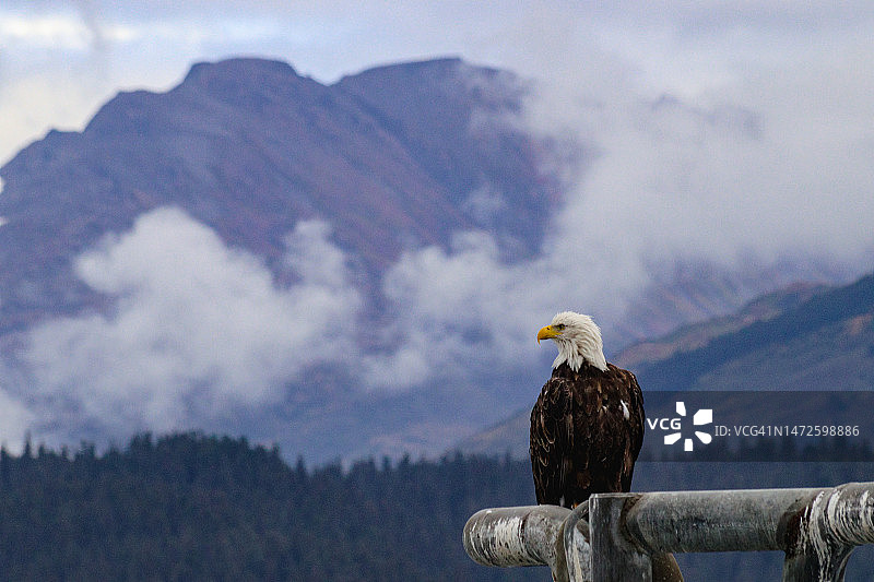 秃鹰栖息在山上对着天空的肖像，苏厄德，阿拉斯加，美国，美国图片素材