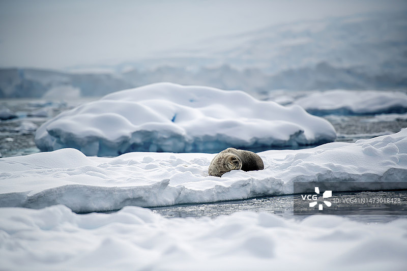 南极洲冰层上的威德尔海豹((威德尔海豹))图片素材